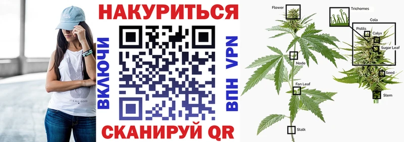 Конопля сатива  Берёзовский 
